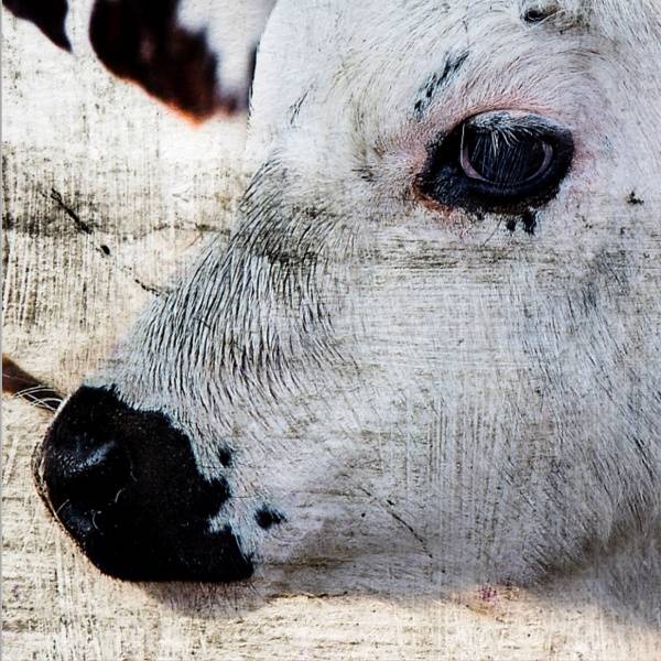 Bilde av Cow 30 x 30 cm Nr 05          